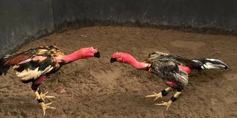 gà chọi việt nam 789bet