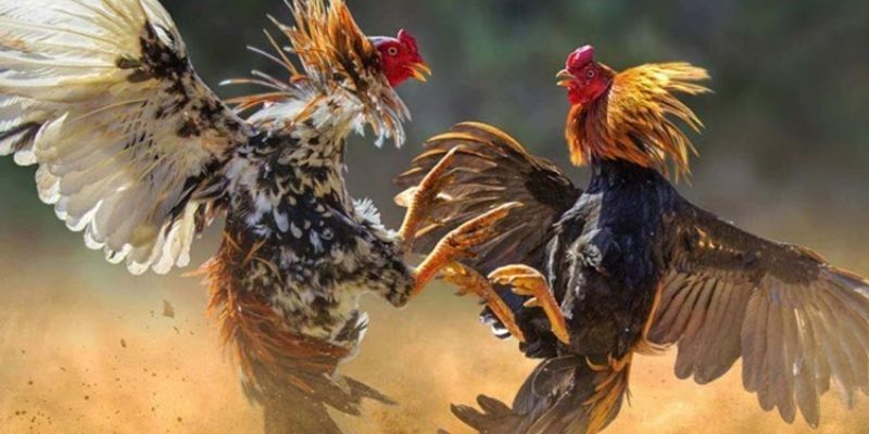 Giải thích các từ viết riêng biệt của nhà cái