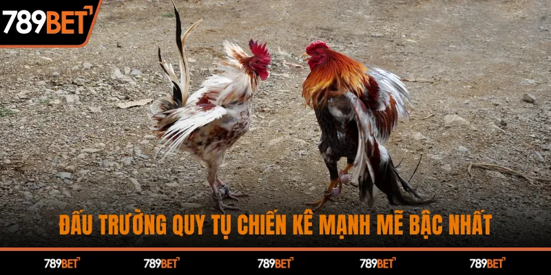 Đấu trường quy tụ chiến kê mạnh mẽ bậc nhất